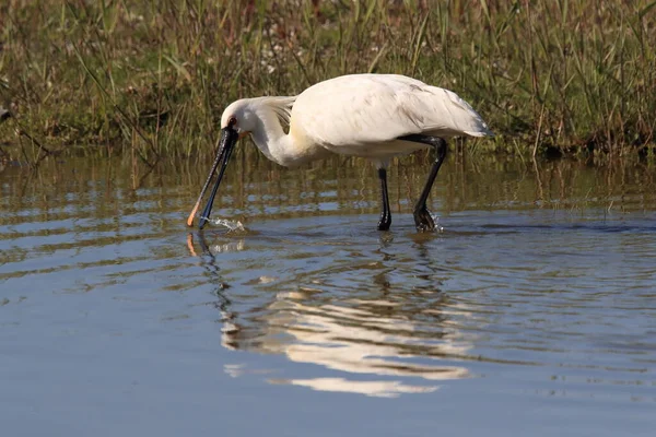 Eurasischer Oder Gemeiner Löffler Der Natur Insel Texel Holland — Stockfoto