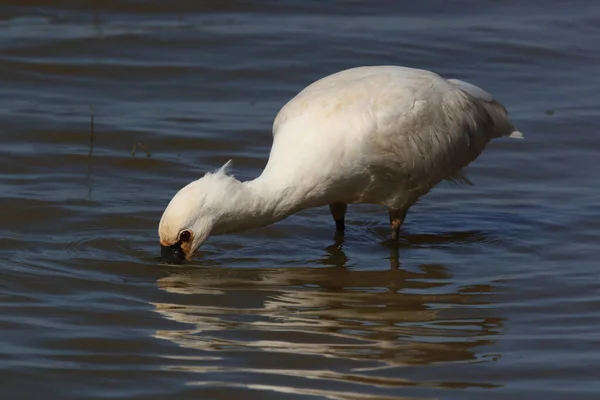 Eurasischer Oder Gemeiner Löffler Der Natur Insel Texel Holland — Stockfoto