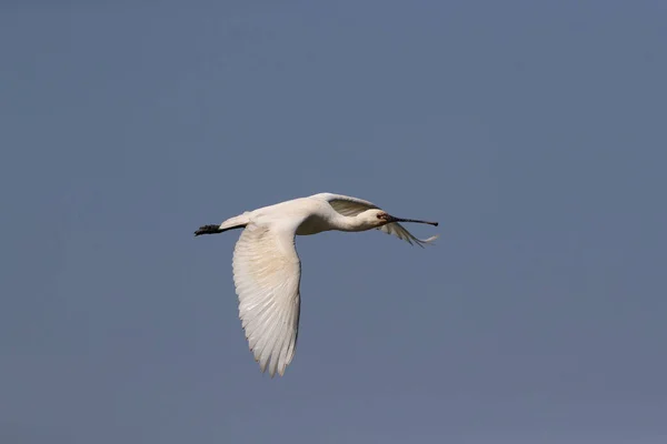 Carne Cuchara Eurasiática Común Naturaleza Island Texel Holanda — Foto de Stock