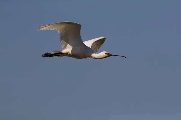 Carne Cuchara Eurasiática Común Naturaleza Island Texel Holanda — Foto de Stock