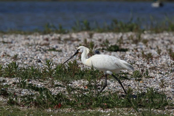 Eurasischer Oder Gemeiner Löffler Der Natur Insel Texel Holland — Stockfoto