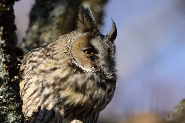 Hibou Des Marais Asio Otus Assis Dans Arbre Allemagne — Photo