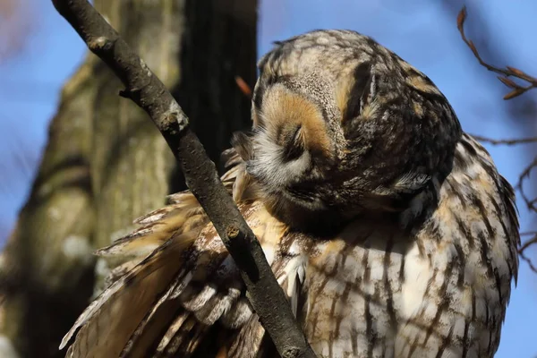 Búho Orejas Largas Asio Otus Sentado Árbol Alemania — Foto de Stock