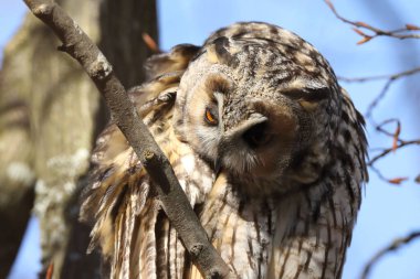 long-eared owl (Asio otus) sitting in tree, Germany clipart