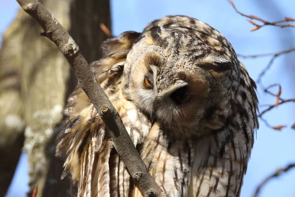 Hibou Des Marais Asio Otus Assis Dans Arbre Allemagne — Photo