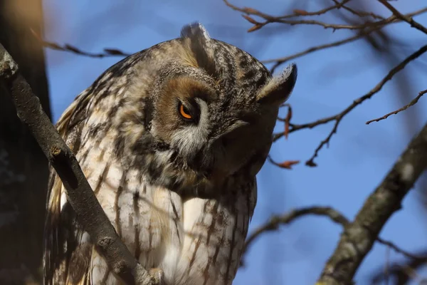 Hibou Des Marais Asio Otus Assis Dans Arbre Allemagne — Photo