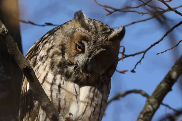 Hibou Des Marais Asio Otus Assis Dans Arbre Allemagne — Photo