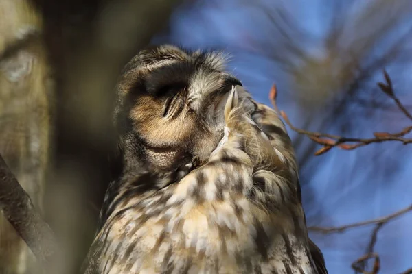 Búho Orejas Largas Asio Otus Sentado Árbol Alemania —  Fotos de Stock