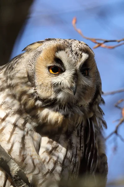 Hibou Des Marais Asio Otus Assis Dans Arbre Allemagne — Photo