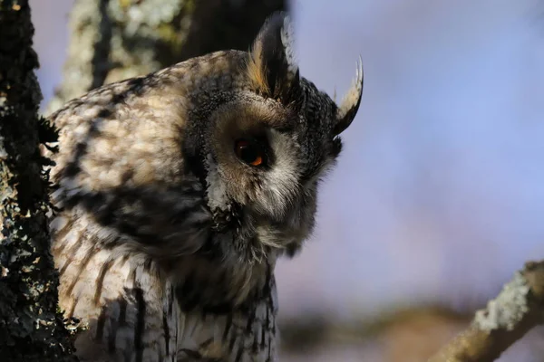 Hibou Des Marais Asio Otus Assis Dans Arbre Allemagne — Photo