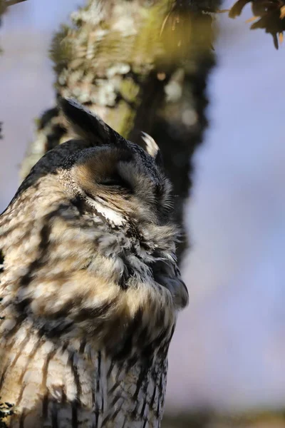 Hibou Des Marais Asio Otus Assis Dans Arbre Allemagne — Photo