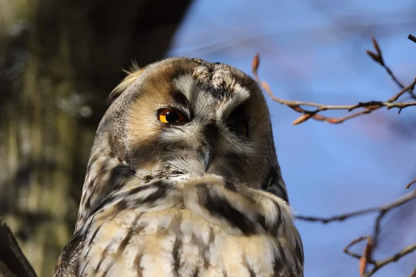 Long Eared Owl Asio Otus Sitting Tree Germany — Stock Photo, Image