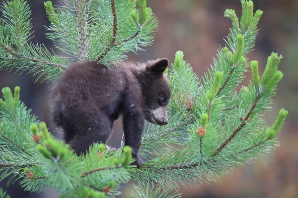 Urso Preto Jovem Ursus Americanus Kanada — Fotografia de Stock