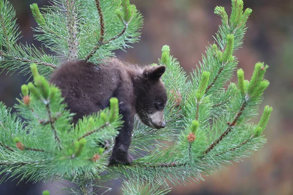 Junger Schwarzbär Ursus Americanus Kanada — Stockfoto