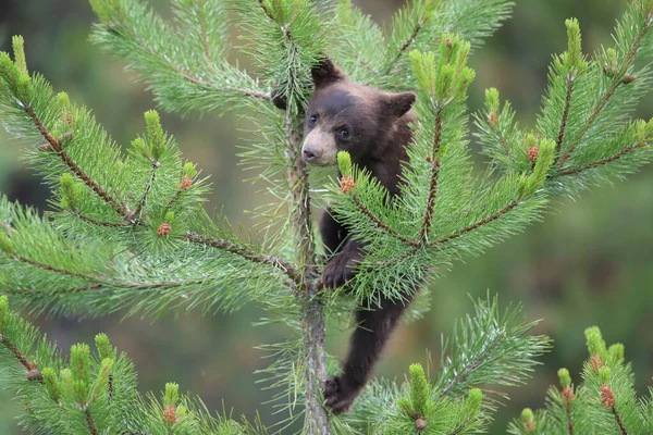Young Black Bear Ursus Americanus Kanada — Stock Photo, Image