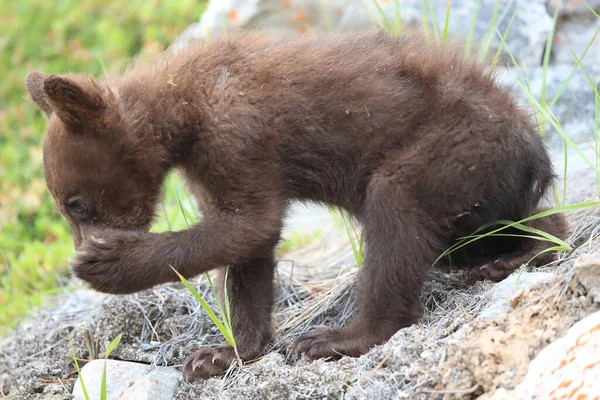 Junger Schwarzbär Ursus Americanus Kanada — Stockfoto