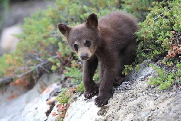 Mladý Černý Medvěd Ursus Americanus Kanada — Stock fotografie