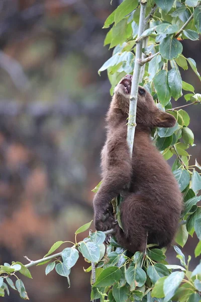 Urso Preto Jovem Ursus Americanus Kanada — Fotografia de Stock