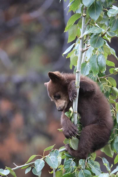 Urso Preto Jovem Ursus Americanus Kanada — Fotografia de Stock