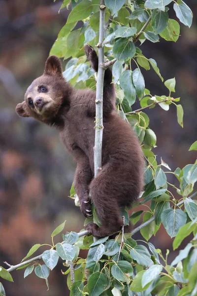 Молодой Черный Медведь Ursus Americanus Kanada — стоковое фото