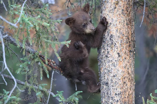 Giovane Orso Nero Ursus Americanus Kanada — Foto Stock