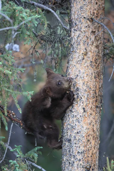 Joven Oso Negro Ursus Americanus Kanada — Foto de Stock