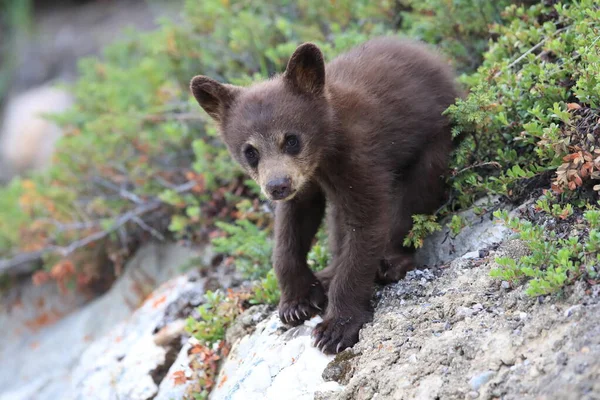 Urso Preto Jovem Ursus Americanus Kanada — Fotografia de Stock