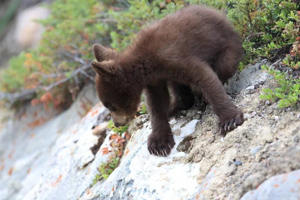 Urso Preto Jovem Ursus Americanus Kanada — Fotografia de Stock