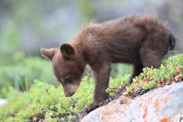 Junger Schwarzbär Ursus Americanus Kanada — Stockfoto