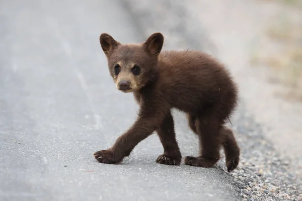 Young Black Bear Ursus Americanus Kanada — Stock Photo, Image