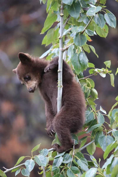 Young Black Bear Ursus Americanus Kanada — Stock Photo, Image