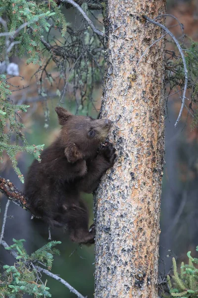 Urso Preto Jovem Ursus Americanus Kanada — Fotografia de Stock