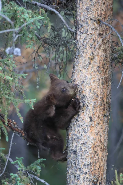 Urso Preto Jovem Ursus Americanus Kanada — Fotografia de Stock