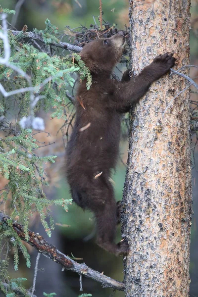 Giovane Orso Nero Kanada — Foto Stock