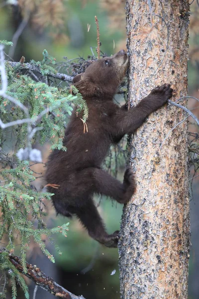 Fiatal Fekete Medve Kanada — Stock Fotó
