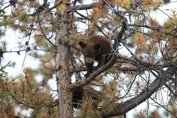 Jeune Ours Noir Kanada — Photo