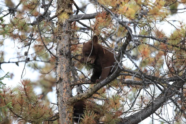 Молодий Чорний Ведмідь Канада — стокове фото