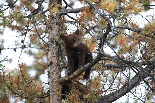 Jeune Ours Noir Kanada — Photo