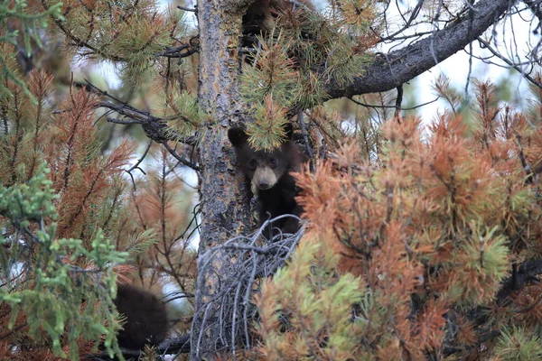Νεαρή Μαύρη Αρκούδα Κανάντα — Φωτογραφία Αρχείου