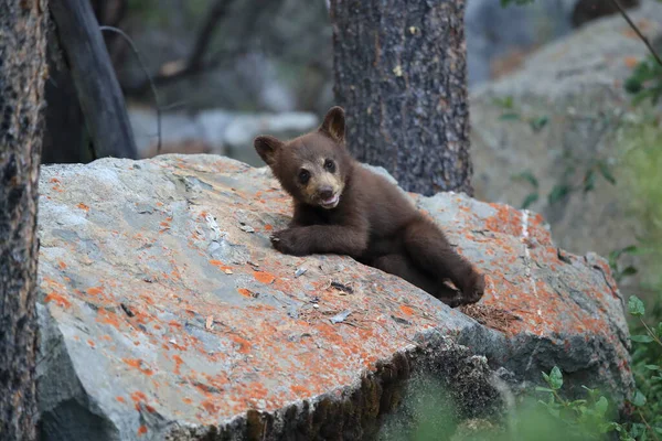 Молодой Черный Медведь Канада — стоковое фото