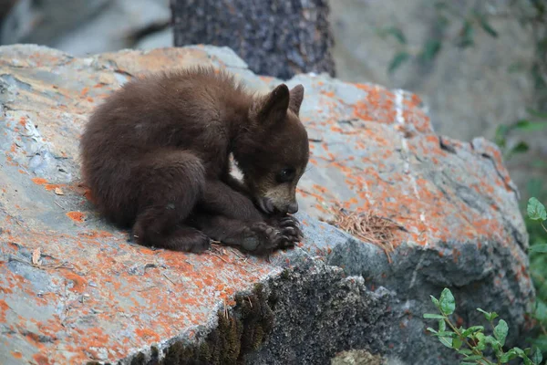 Junger Schwarzbär — Stockfoto