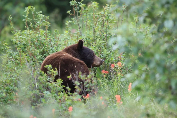 Mladý Černý Medvěd Ursus Americanus Kanada — Stock fotografie