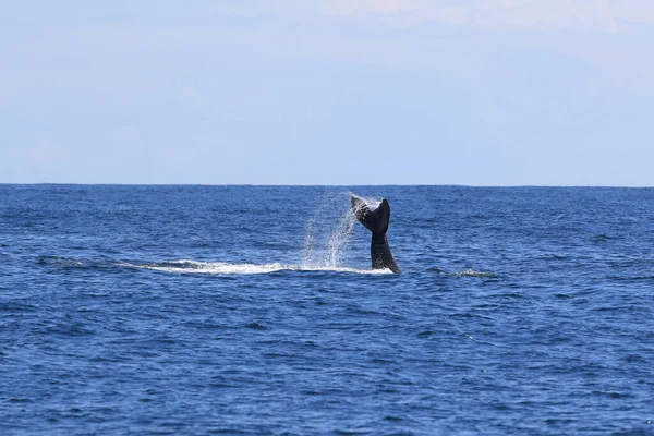 バンクーバー島近くのザトウクジラのダイビング — ストック写真