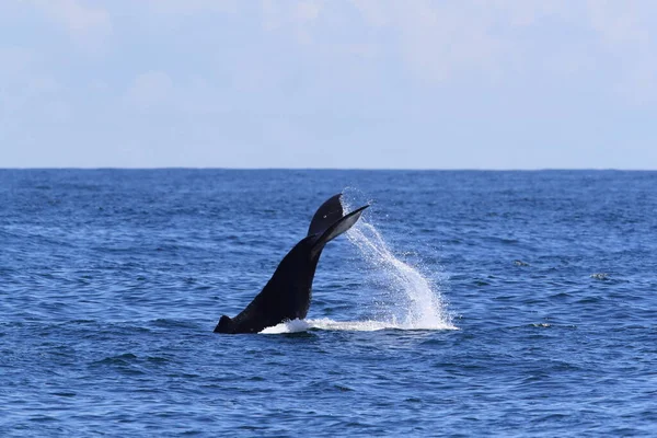 Uma Baleia Jubarte Mergulha Perto Ilha Vancouver — Fotografia de Stock