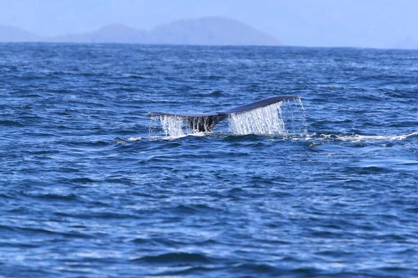 Humpback Whale Dives Vancouver Island — Stock Photo, Image