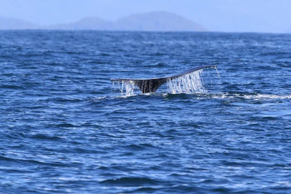 Uma Baleia Jubarte Mergulha Perto Ilha Vancouver — Fotografia de Stock