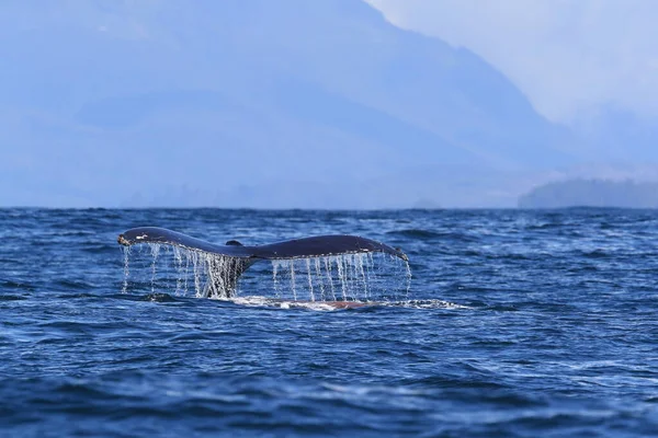 Humpback Whale Dives Vancouver Island — Stock Photo, Image