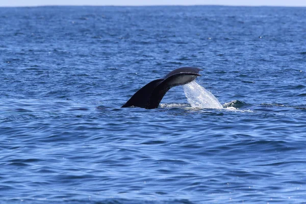温哥华岛附近的座头鲸潜水 — 图库照片