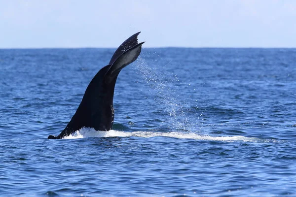 Een Bultrug Walvis Duikt Buurt Van Vancouver Island — Stockfoto