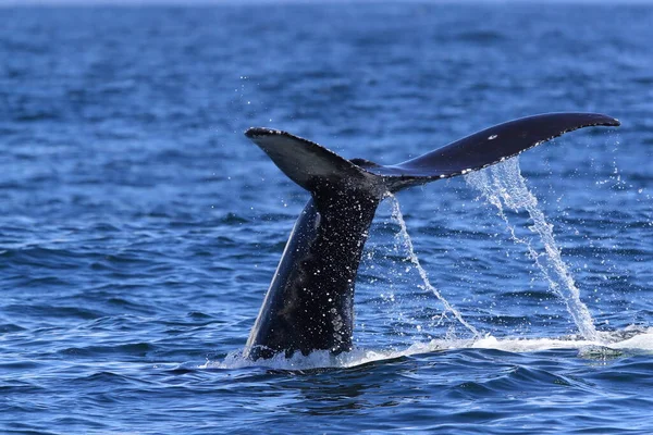 Hrbatá Velryba Potápí Poblíž Ostrova Vancouver — Stock fotografie